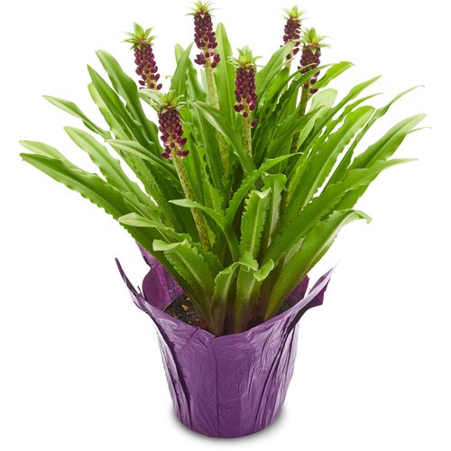 Aloha Lily - Flowering Plant 6Inch