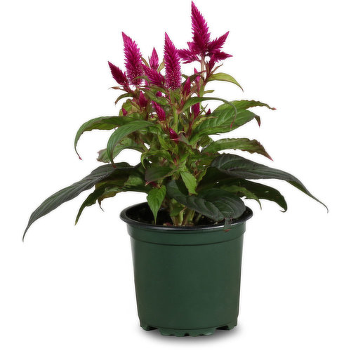 celosia 4 