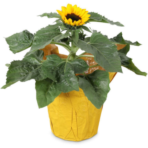 Sunflower - Potted Plant 6 Inch