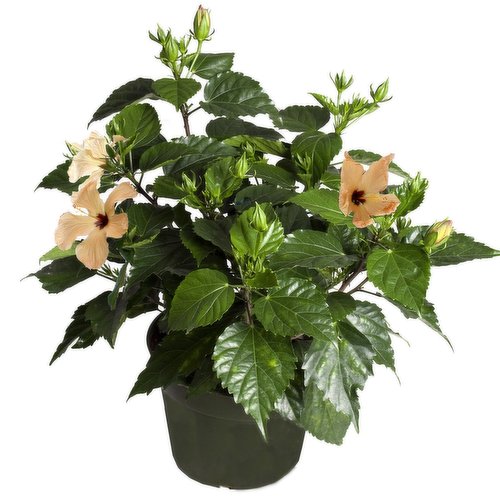 Hibiscus - 6 Inch In Basket
