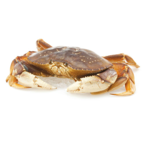 Live - Ocean-wise Dungeness Crab - Large