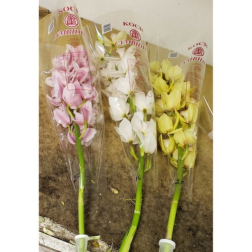 Cymbidium - Cymbidium Stems