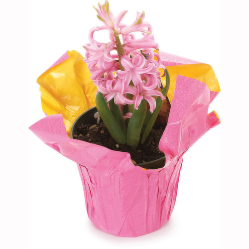 Spring Tulip - Bulb Assorted Pot, 4 inch