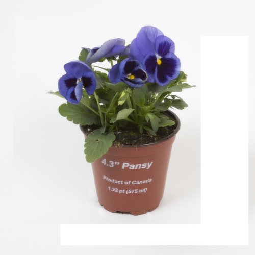 Pansy - 4.3 Inch