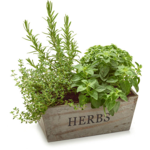 Vintage - Herb Planter in Wood Vintage Box