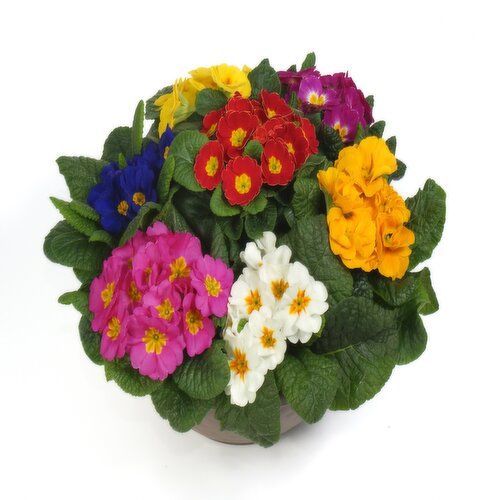 Potted Plants - Primula Bowl 12 In