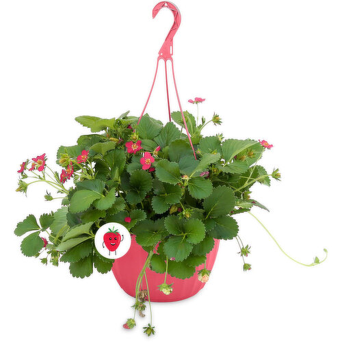 Lettuce Garden - Strawberry Hanging Basket 11 In