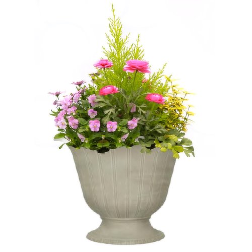 Conifer - Planter 13In