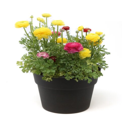 Potted Plants - Ranunculus Planter 9In