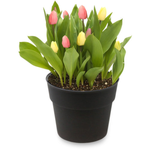 Tulip - Potted Planter 9 In