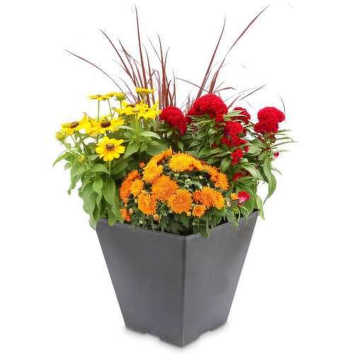 Potted Plant - Autumn Square Planter, 14 inch