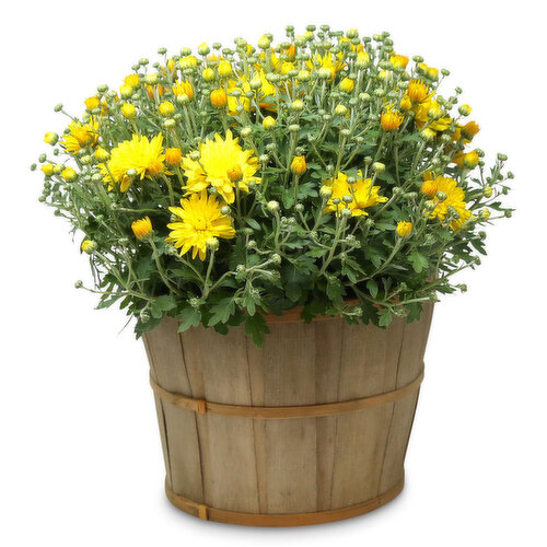 Mum - 10 Inch Fall Bushel Basket