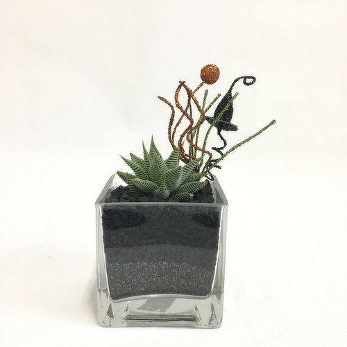 Horty Girl - Seasonal Succulent in Square Vase