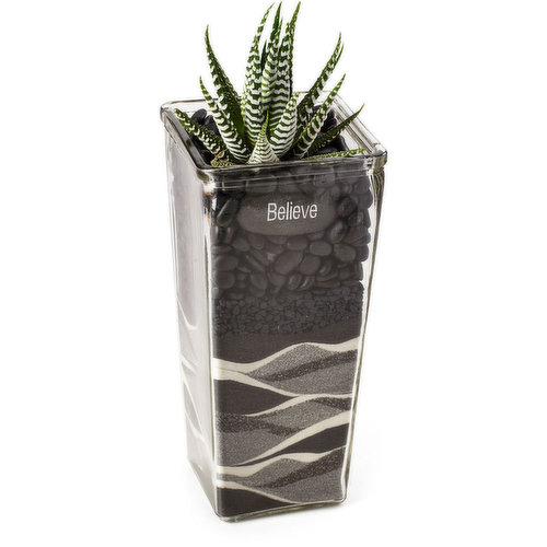 Horty Girl - Cacti Succulent Mix In Tapered Glass, 9in
