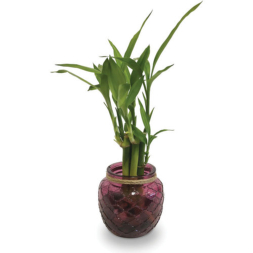 Potted Plant - Bamboo in Glass Pot 4.5In