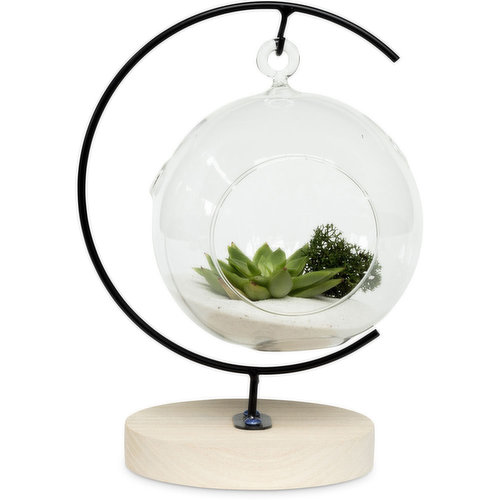 Horty Girl - Hanging Glass Globe On Wood Base with Air Plant