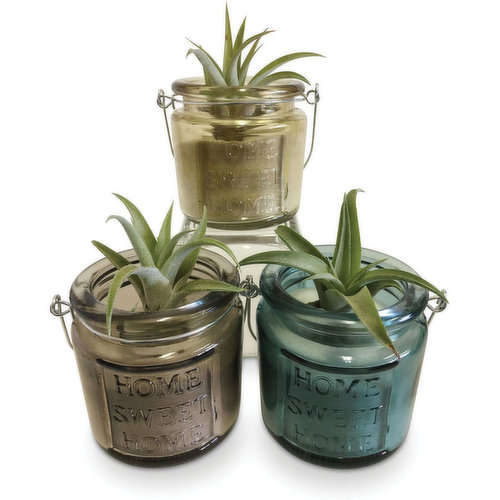 Horty Girl - Air Plant in Glass Pot