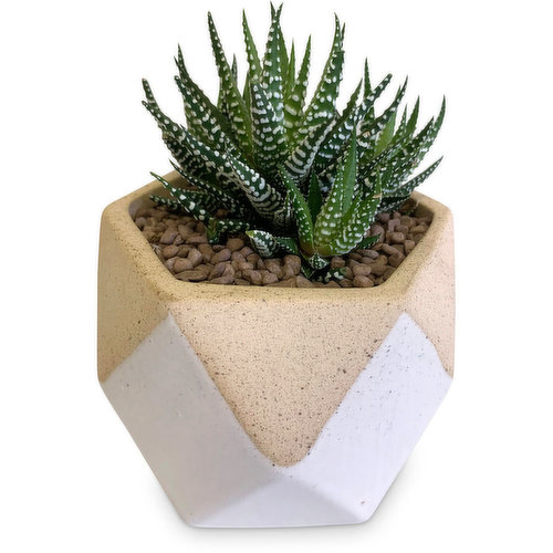 Perfect accompaniment for any side table, or great as a gift. Assorted succulent.
