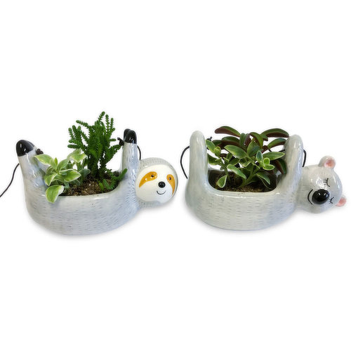 Horty Girl - Ceramic Sloth/Koala Plant 5In Assorted