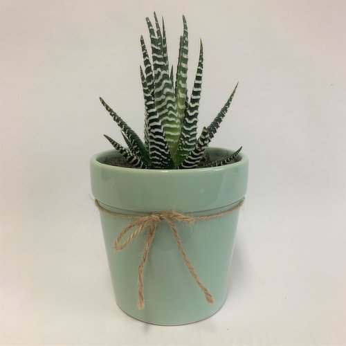 Horty Girl - Ceramic Assorted Succulent 4.5 Inch