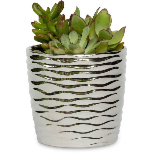 Horty Girl - Ceramic Metallic Silver w/ Succulent Garden 4.5In