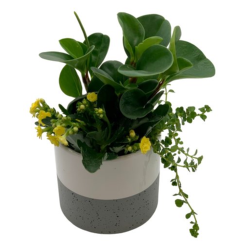 Horty Girl - Two tone Grey Ceramic w/ plant Garden 4.75Inch