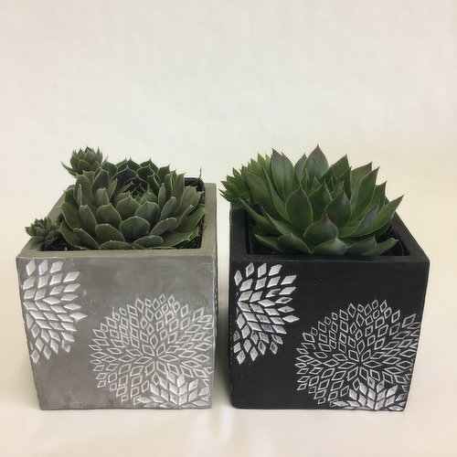 Horty Girl - Cement Square Decor Pot with Succulent