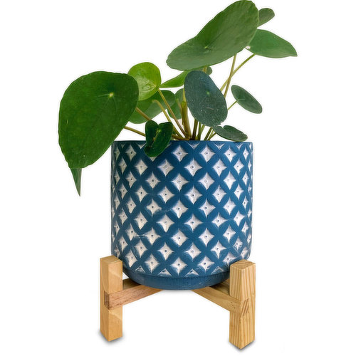 Horty Girl - Blue and White Cement Pot on Wood Stand w Succulent or Tropical 5In