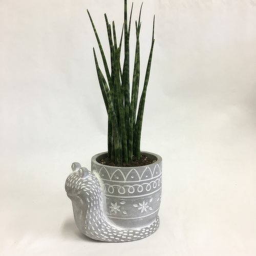 Potted Plant - Cement Snail with Makado Succulent