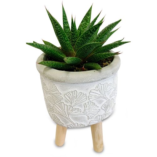 Horty Girl - Cement Pattern Pot on Wood Legs with Succulent