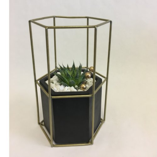 Potted Plant - Succulents in Cement Hexagon Pot w Tall Metal Frame