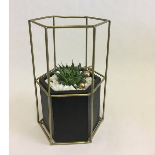 Horty Girl - Succulents in Cement Hexagon Pot w Tall Metal Frame