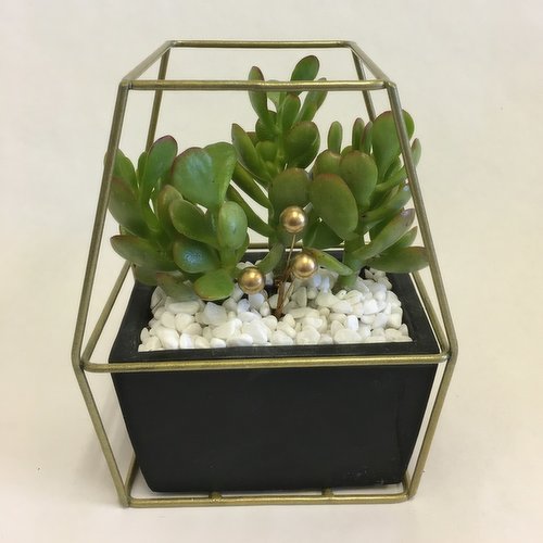 Horty Girl - Black Cement Hexagon Pot in Metal Fram with Succulent