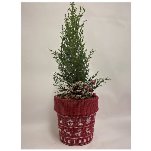 Plant - Hardy Tree in Burlap Printed Pot 4IN