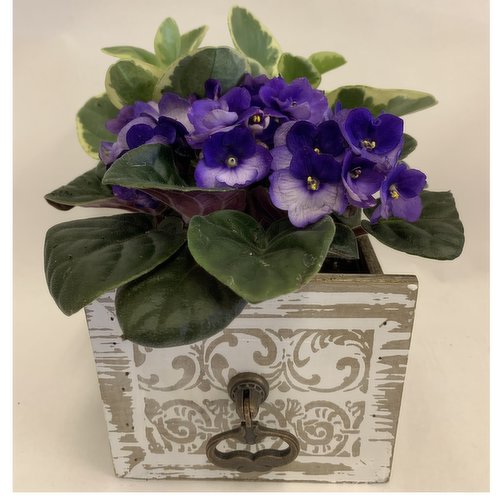 Potted Plant - Pansy in Antique Wood Planter