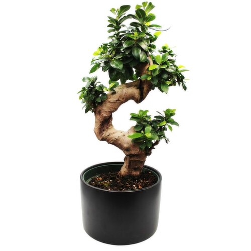 Potted Plants - S-Shape Bonsai Upgrade 9In