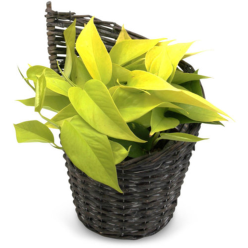 Tropical - Plant in Willow Basket, 6in