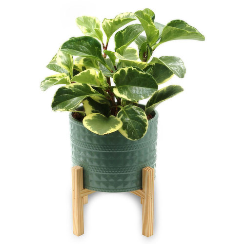 Tropical - Plant in Ceramic Pot w/ Stand 6in