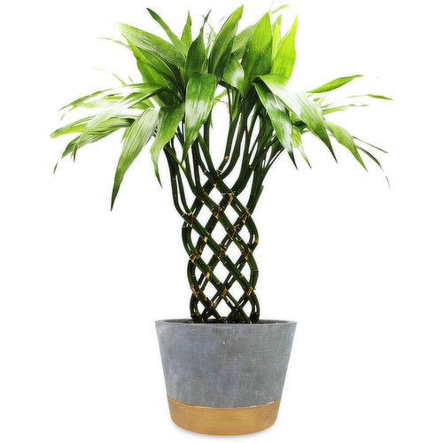 Bamboo Trellis - Plant in Gold Base Cement 6In