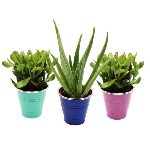 Potted Plant - Aloe And Jade In Tin 4 Inch