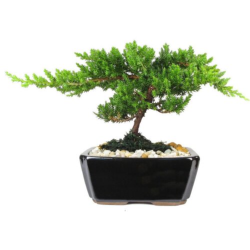 Juniper Bonsai - 6 Inch