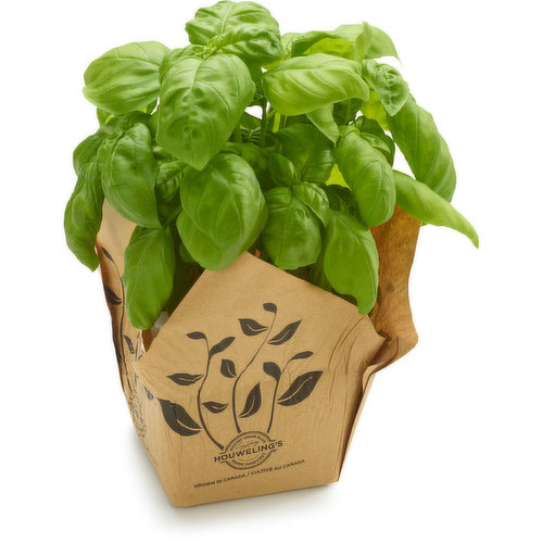 Houwelling's - Herb, Basil 14cm