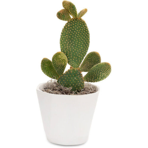 Spineless - Cactus Ceramic Pot