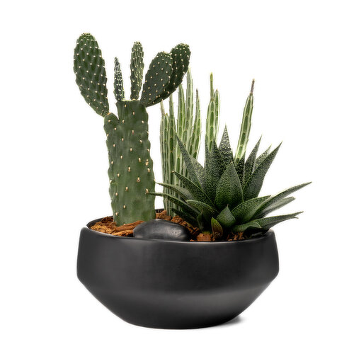 Potted Plants - Southwest Bowl 6In