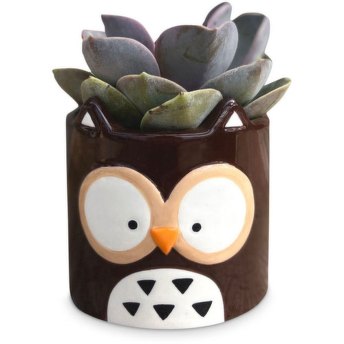 Animal Amigos - Succulent Planter 2in, Assorted