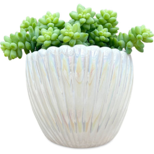 Succulent, Assorted 4in - In Scalloped Shell Planter