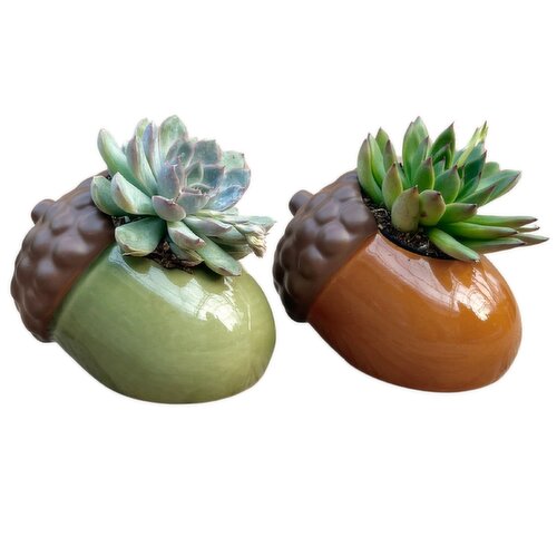 Save-On-Foods - Acorns with Succulents, 2 Inch