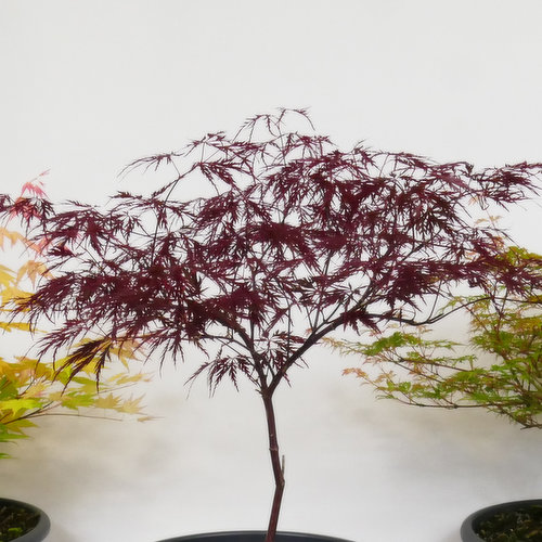 Maple - Patio Bowl Plant