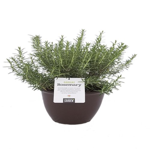 Patio - Potted Rosemary