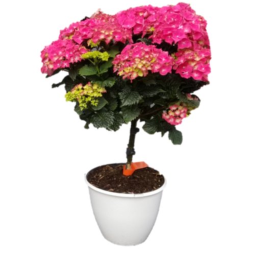 Patio Pot Hydrangea Tree Form